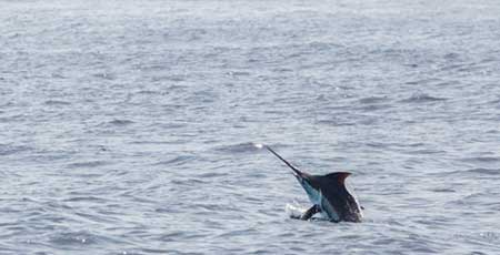Black Marlin