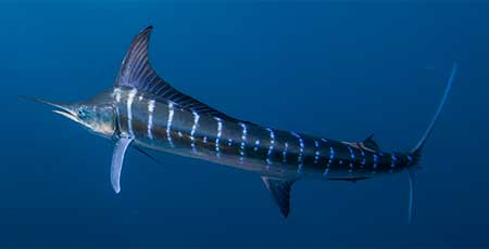 Striped Marlin