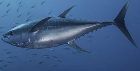 Yellowfin tuna